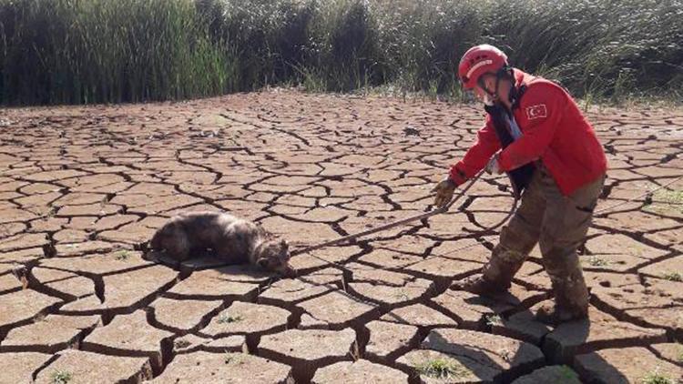 Bataklığa saplanan 2 köpeği itfaiye erleri kurtardı