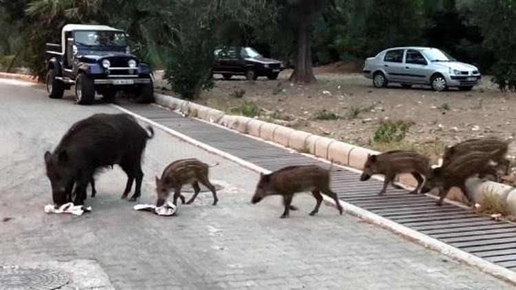 Marmariste ilginç olay Gündüz vakti sokaklarda sürü halinde domuzlar görüntülendi