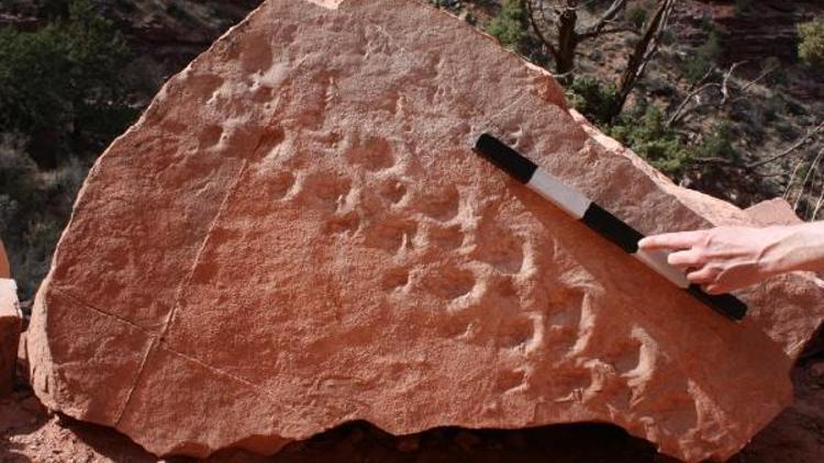 Büyük Kanyon’da yaklaşık 313 milyon yıllık fosil ayak izi bulundu