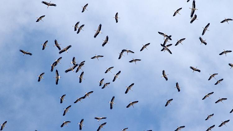 1 milyon leylek, sonbahar göçü için havada