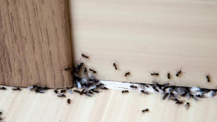 Evinizdeki karıncaları nasıl kovabilirsiniz İşte pratik yöntemler...