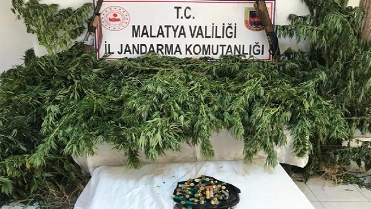 Malatyada 3 bin 200 kök Hint keneviri ele geçirildi