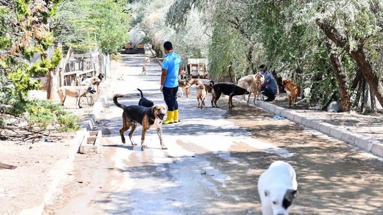 Can dostlar yeni yuvasında