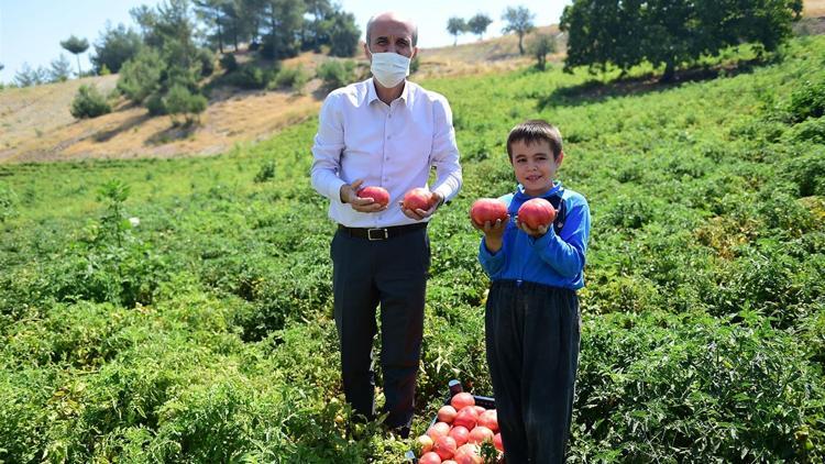 Bulanık domatesinin ünü Kahramanmaraş’ın sınırlarını aştı