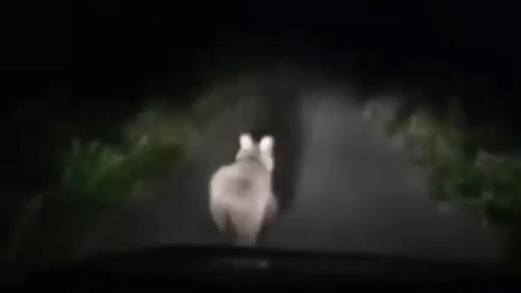 Otomobilinin önüne çıkan yavru ayıyı görüntüledi