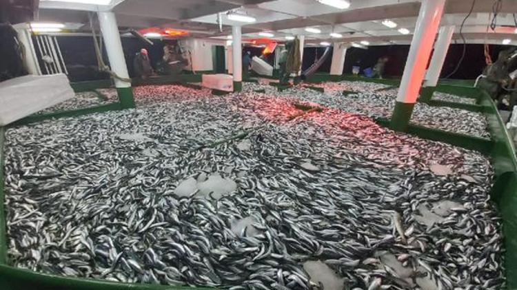 Çanakkalede yeni sezonun ilk gecesi 25 ton sardalya avlandı