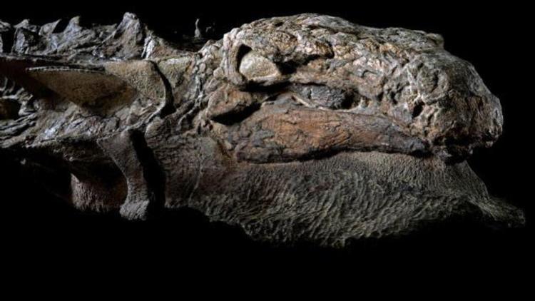 İngilterede bulunan dinozor fosilinin esrarı çözüldü