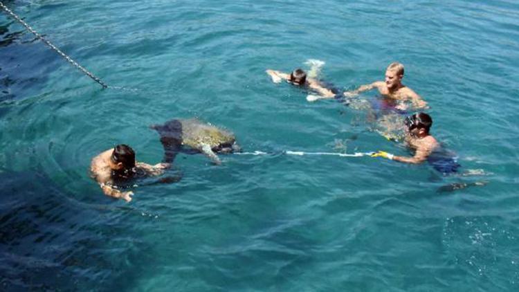 Yaralı yeşil deniz kaplumbağası, 3 saatte kurtarıldı