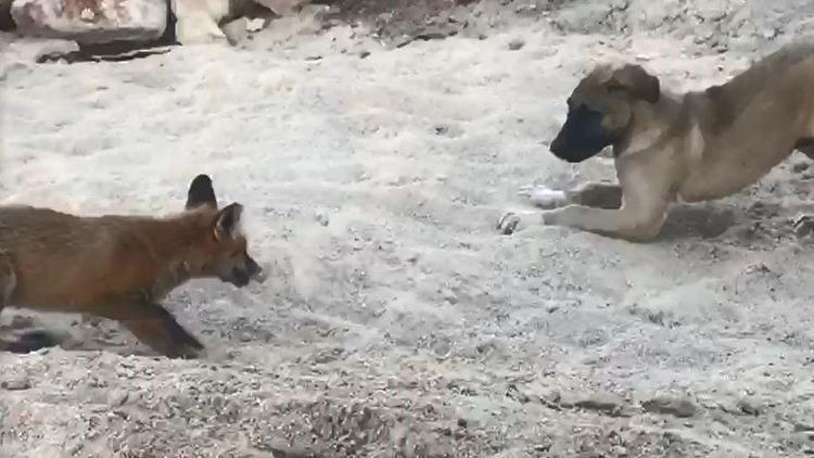 Tilki ve Kangal köpeğinin dostluğu kamerada