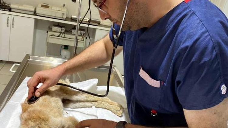 Yaralı bulunan köpek tedaviye alındı