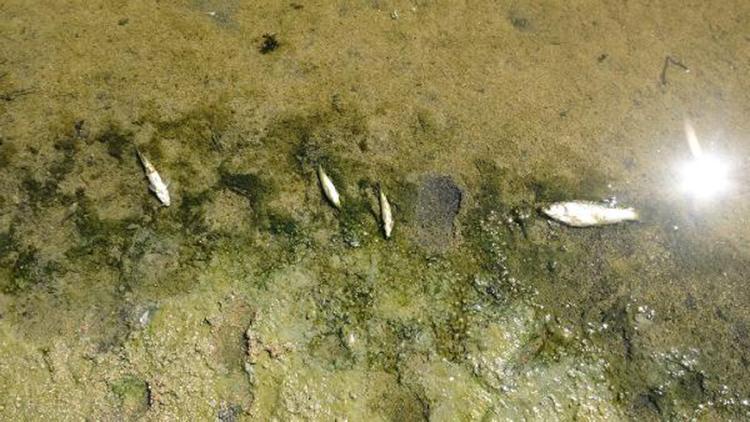 Kırklarelinde kuruyan derede balık ölümleri yaşanıyor