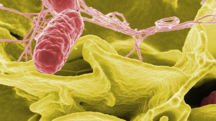 Kanadada salmonella salgını: Vaka sayısı 457ye yükseldi