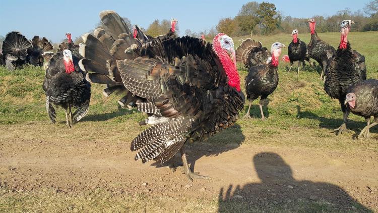 Lezzetiyle ünlü Kandıra hindisi markalaşma yolunda