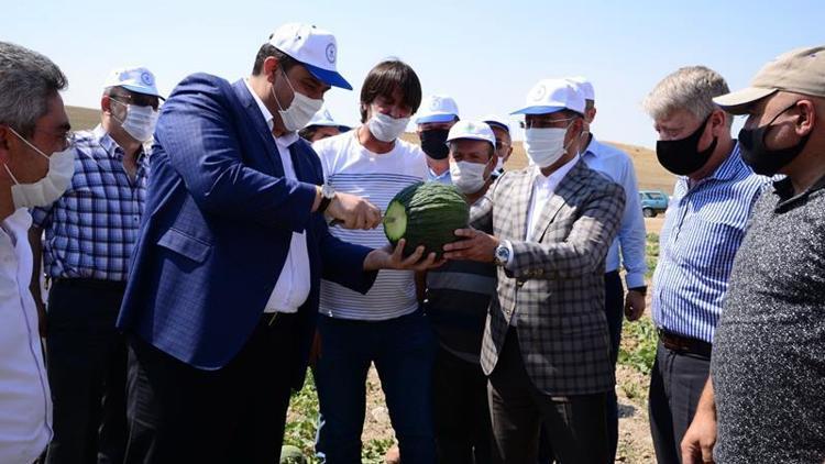 Kahramankazan’da kavun hasadı