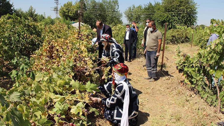 Diyarbakırda, bağ bozumundaki hasat asker ve sağlık çalışanları için yapıldı