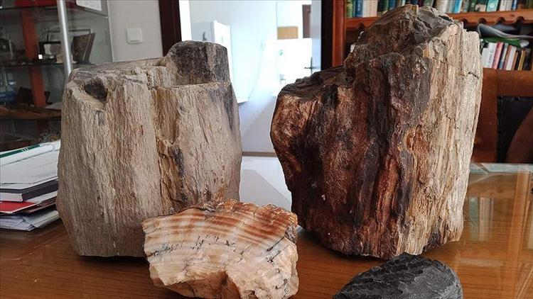 Türkiyedeki fosil ağaç kalıntılarının yaşı 160 milyon yılı buluyor