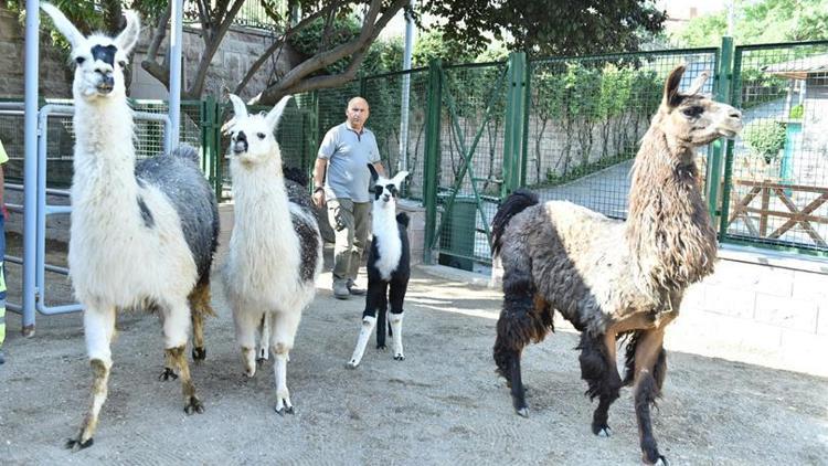 Bu habere en çok çocuklar sevinecek