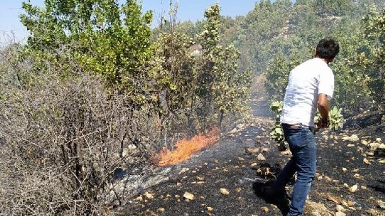 Batmanda 100 dönümlük makilik alan yangında zarar gördü