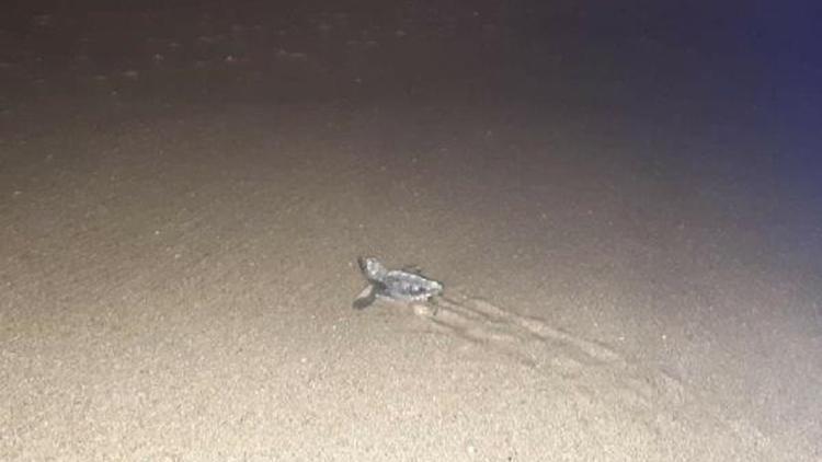 Kuşadasında 29 caretta caretta yavrusu denizle buluştu