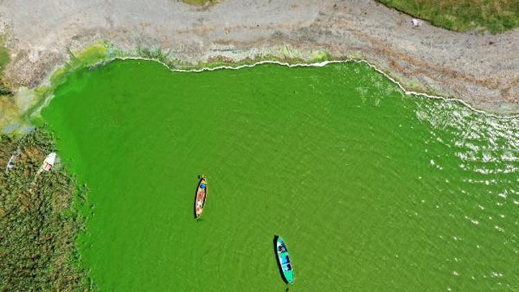 Alg patlaması, Uluabat Gölünü yeşile boyadı