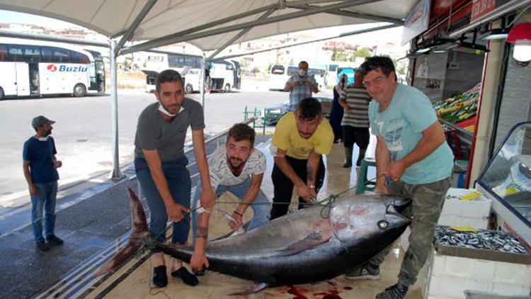 Saros Körfezinde 2 metre 17 santimlik orkinos yakalandı