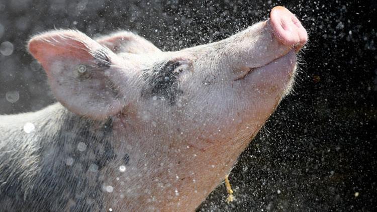 Almanya’da domuz etlerinin yüzde 10’unda hepatit E virüsüne rastlandı