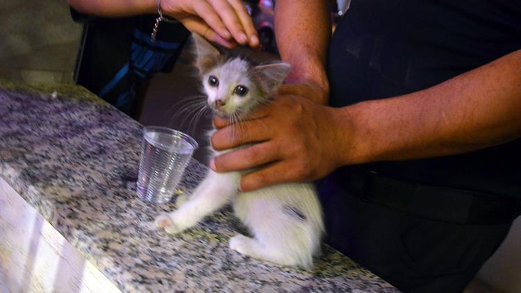 Avcılar’da otomobillerin motoruna giren yavru kedileri itfaiye kurtardı
