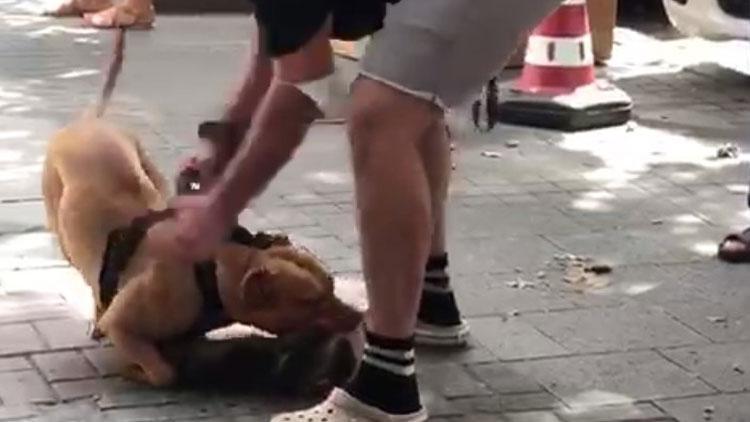 İstanbulda feci görüntüler Köpeği vurun