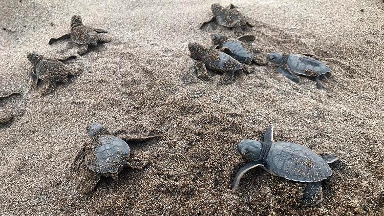 Alanyada caretta carettalar denizle buluştu