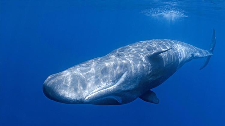 Mavi Balinalar Ne Kadar Yaşar Mavi Balinalar Ne Yer, Kaç Metre Ve Tondur Mavi Balina Özellikleri