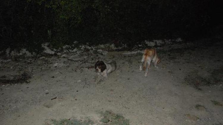Uyuşturucu iğneyle bayıltılan sokak köpekleri yola terk edildi