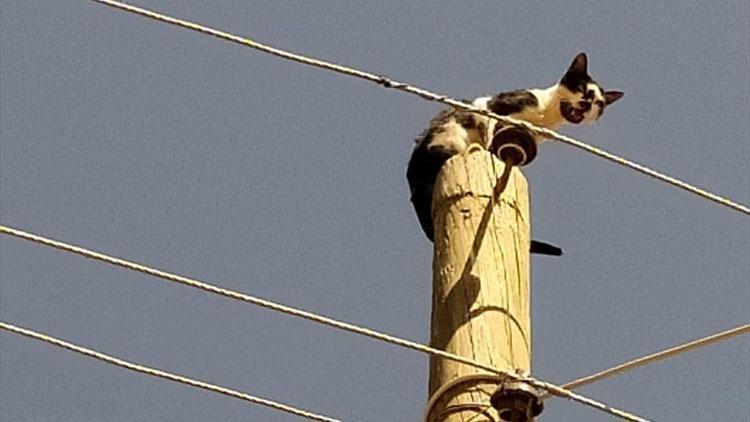 Elektrik direğinde mahsur kalan kedi kurtarıldı