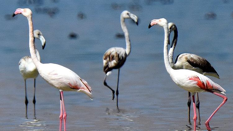 Göçe hazırlanan flamingolar, görsel şölen sunuyor
