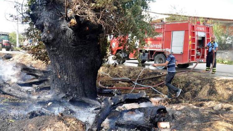 Tekirdağda otluk yangınında asırlık ağaç zarar gördü