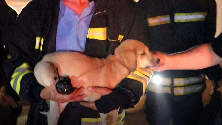 Yangında dumanların arasında kalan yavru köpek kurtarıldı