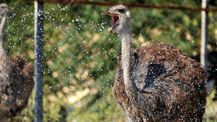 Deve kuşlarını hortumla su sıkarak serinletiyorlar