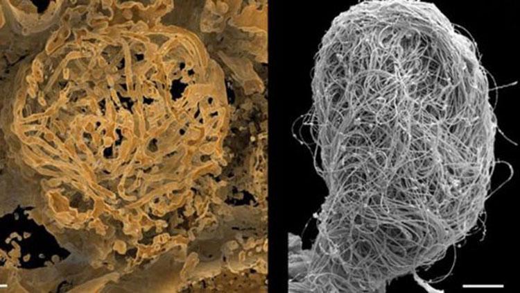 Dünyanın en eski hayvan spermi bulundu