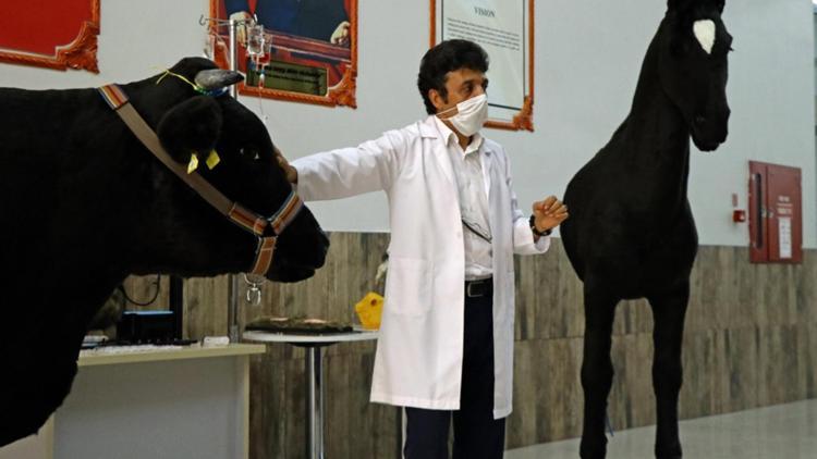 Akademisyenler silikon kullanarak kara sığır ile at tasarladı