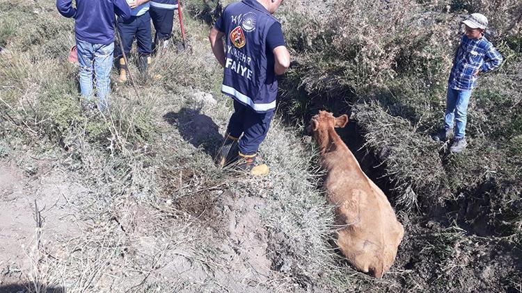 Bataklığa saplanan inek, iş makinesiyle kurtarıldı