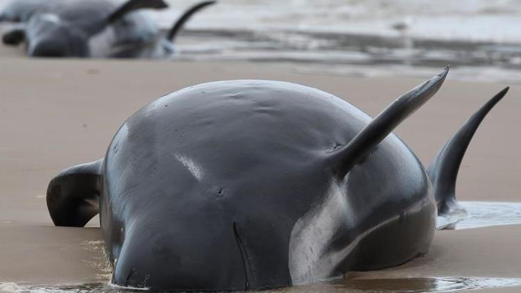 Avustralyada karaya vuran balinalardan en az 90ı öldü