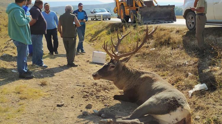 Otomobil çarpan yaralı geyik kamyonetle taşındı