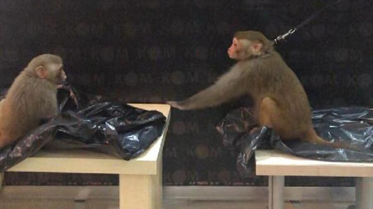 Rhesus cinsi 2 maymunun ele geçtiği operasyonda 3 kişi tutuklandı