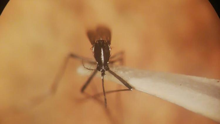 Asya Kaplan Sivrisineği nerelerde görüldü Asya kaplan sivrisineği ısırığının neden olduğu hastalıklar