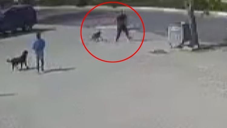 Büyükçekmecede dehşet Sokak köpeğini silahla öldüren saldırgan kamerada