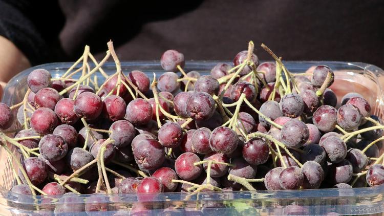 Süper meyve Trabzonda üreticilerin gelir kapısı olacak