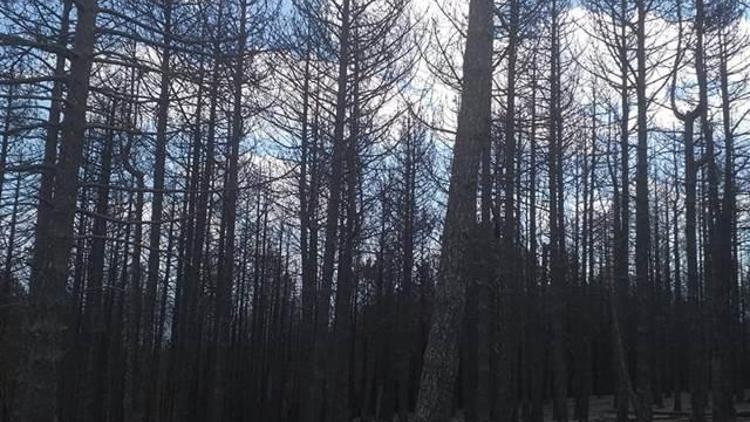 Bergamada başlamış İvrindiye sıçramıştı 100 hektar orman kül oldu