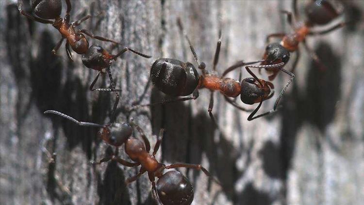 Türkiyede karınca çeşitliği üzerine araştırma başlatıldı