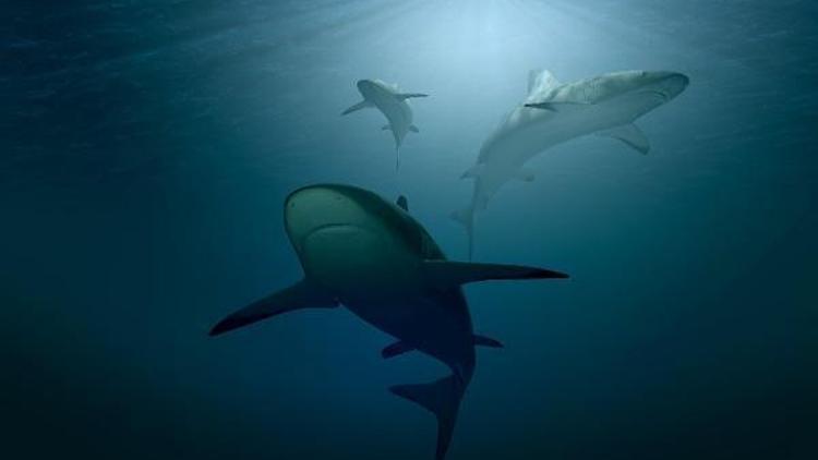 ABDden koronavirüs aşısı açıklaması: Aşı için yarım milyon köpekbalığı katledilebilir