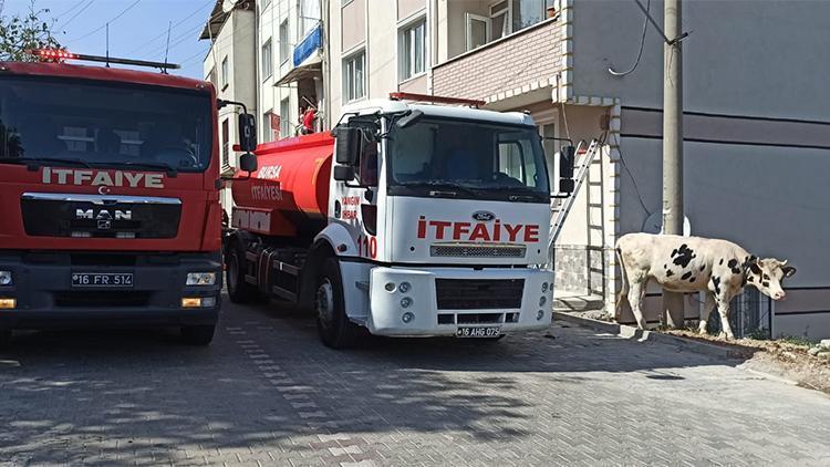 Bursada Benekli ismi verilen inek yangından son anda kurtarıldı