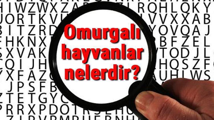 Omurgalı hayvanlar nelerdir ve kaça ayrılır Omurgalı hayvanların özellikleri ve isimleri